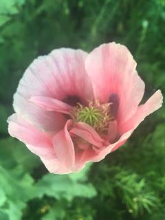 The Blackberry Garden Plant of the Year Award 2015