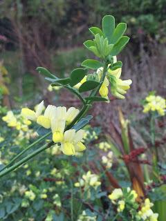 The Blackberry Garden Plant of the Year Award 2015