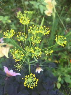 The Blackberry Garden Plant of the Year Award 2015