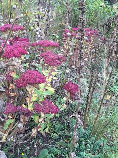 The Blackberry Garden Plant of the Year Award 2015