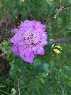 The Blackberry Garden Plant of the Year Award 2015