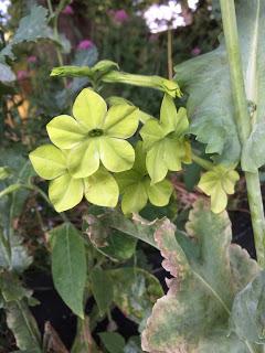 The Blackberry Garden Plant of the Year Award 2015