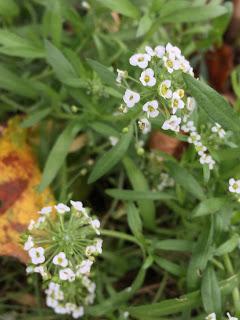 The Blackberry Garden Plant of the Year Award 2015