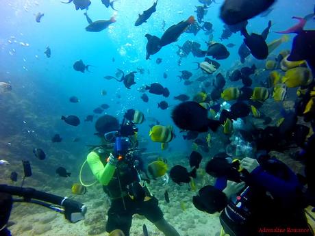 Scuba Diving Anilao