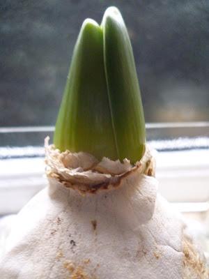 Christmas Flowering Hyacinth