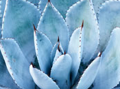 Blue Agave Fragrance