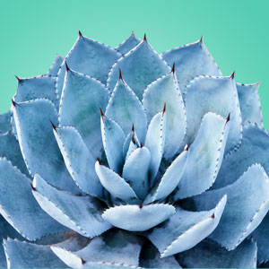 Blue Agave Fragrance