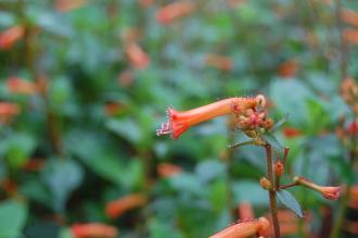 Cuphea caeciliae Flower (08/11/2015, Kew Gardens, London)