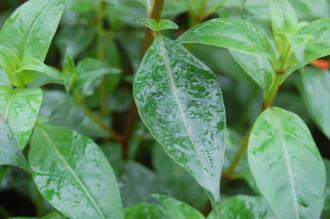 Cuphea caeciliae Leaf (08/11/2015, Kew Gardens, London)