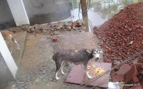 some more rains for battered Chennai ~ SYMA continued its relief work [with boats !!]