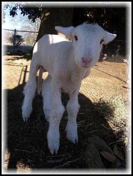 Did Jesus perform sacrifices at the Temple?