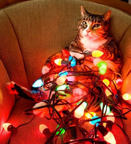 Top 10 Cats Helping to Put Up The Christmas Lights