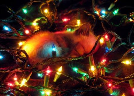 Top 10 Cats Helping to Put Up The Christmas Lights