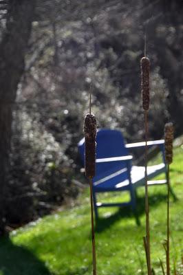 Blue Benches and Cattails