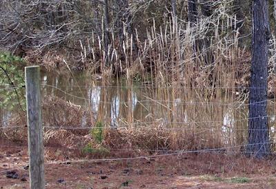 Lunging Lions along the Way