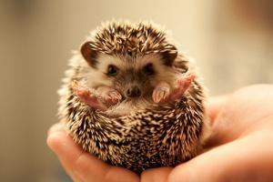 baby-porcupine