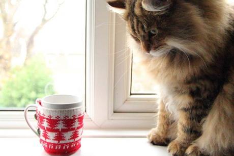 Fluffy cat and Christmas jumper mug
