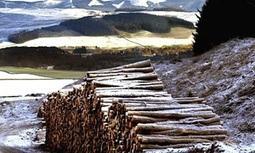 Forestry sales notch up Scottish record