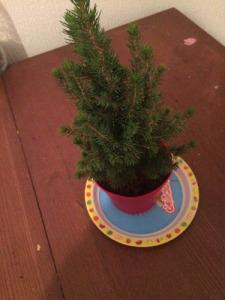 My first “real” Christmas tree