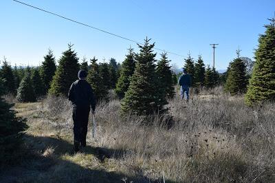 The Fastest Christmas Tree Hunting Expedition Ever
