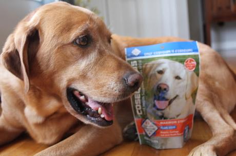 Nutramax Cosequin for healthy joints and hips in dogs Chewy.com review and challenge
