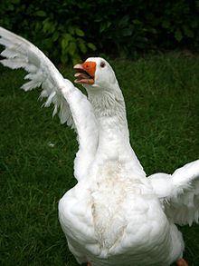 220px-Goose_attack