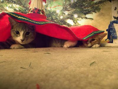 PHOTOS: Crazy cats and bad dogs ruin Christmas