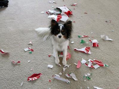 PHOTOS: Crazy cats and bad dogs ruin Christmas