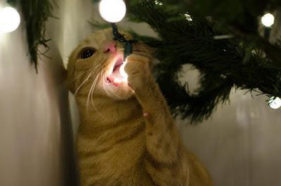 PHOTOS: Crazy cats and bad dogs ruin Christmas