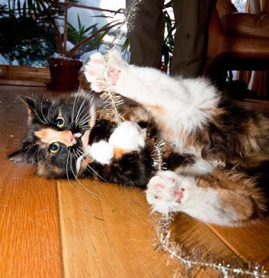 PHOTOS: Crazy cats and bad dogs ruin Christmas