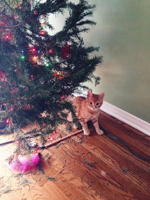 PHOTOS: Crazy cats and bad dogs ruin Christmas