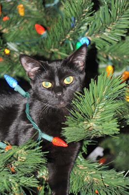 PHOTOS: Crazy cats and bad dogs ruin Christmas