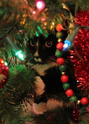 PHOTOS: Crazy cats and bad dogs ruin Christmas