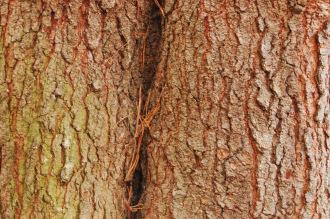 Pinus contorta Bark (07/12/2015, Kew Gardens, London)