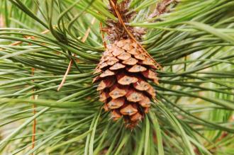 Pinus contorta Cone (07/12/2015, Kew Gardens, London)
