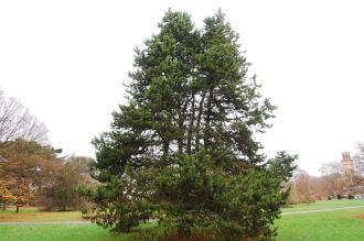 Pinus contorta (07/12/2015, Kew Gardens, London)