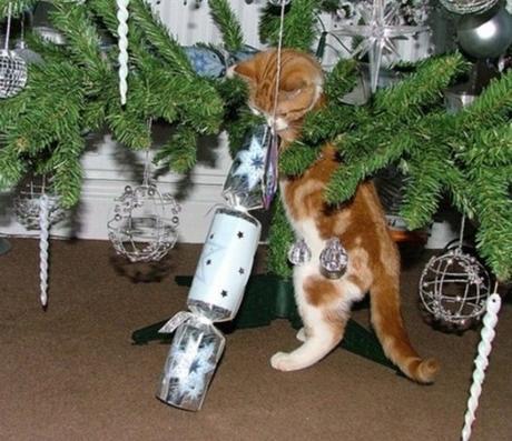 Top 10 Banging Animals Pulling Christmas Crackers Top 10 Banging Animals Pulling Christmas Crackers