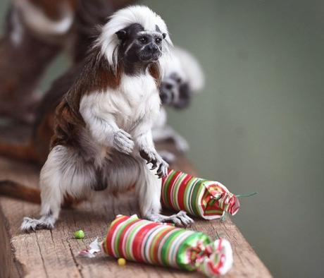 Top 10 Banging Animals Pulling Christmas Crackers