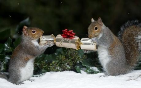 Top 10 Banging Animals Pulling Christmas Crackers