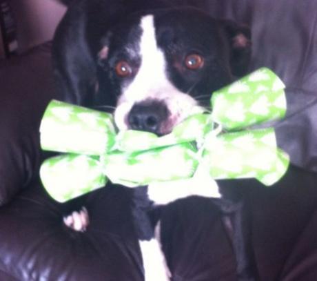 Top 10 Banging Animals Pulling Christmas Crackers Top 10 Banging Animals Pulling Christmas Crackers