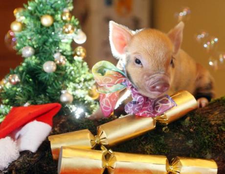 Top 10 Banging Animals Pulling Christmas Crackers