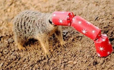 Top 10 Banging Animals Pulling Christmas Crackers