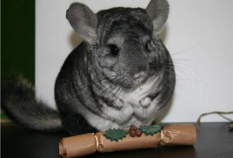 Top 10 Banging Animals Pulling Christmas Crackers Top 10 Banging Animals Pulling Christmas Crackers