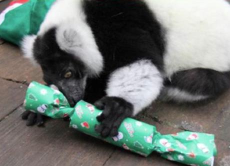 Top 10 Banging Animals Pulling Christmas Crackers