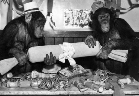 Top 10 Banging Animals Pulling Christmas Crackers Top 10 Banging Animals Pulling Christmas Crackers