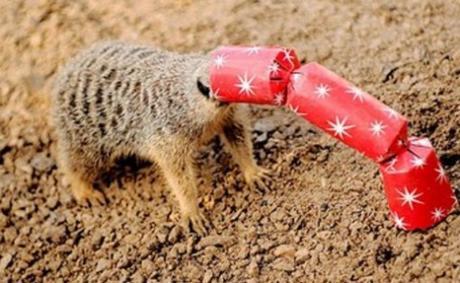 Top 10 Banging Animals Pulling Christmas Crackers Top 10 Banging Animals Pulling Christmas Crackers