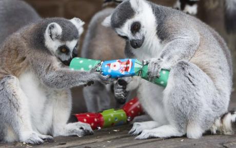 Top 10 Banging Animals Pulling Christmas Crackers