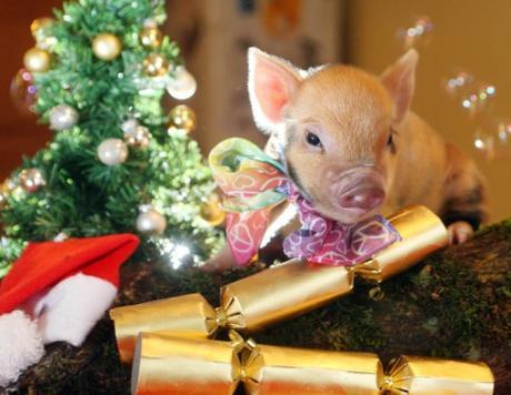 Top 10 Banging Animals Pulling Christmas Crackers Top 10 Banging Animals Pulling Christmas Crackers