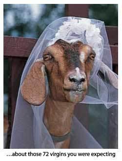 goatbride_72