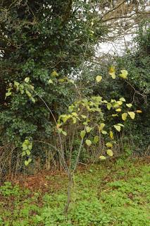 Tree Following - The Quince Perseveres